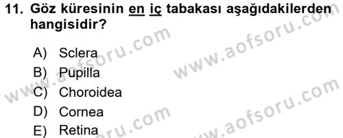 Tıp Terimleri Dersi 2017 - 2018 Yılı (Final) Dönem Sonu Sınav Soruları 11. Soru