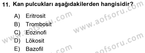 Tıp Terimleri Dersi 2018 - 2019 Yılı (Final) Dönem Sonu Sınav Soruları 11. Soru