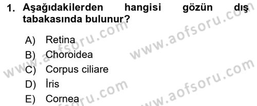 Tıp Terimleri Dersi 2018 - 2019 Yılı Yaz Okulu Sınavı 1. Soru