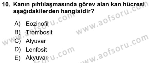 Tıp Terimleri Dersi 2018 - 2019 Yılı Yaz Okulu Sınav Soruları 10. Soru