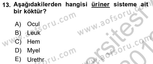 Tıp Terimleri Dersi 2018 - 2019 Yılı Yaz Okulu Sınav Soruları 13. Soru