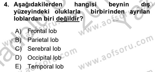 Tıp Terimleri Dersi 2018 - 2019 Yılı Yaz Okulu Sınav Soruları 4. Soru