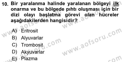 Tıp Terimleri Dersi 2021 - 2022 Yılı (Final) Dönem Sonu Sınav Soruları 10. Soru