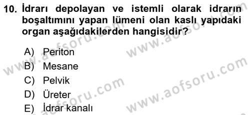 Tıp Terimleri Dersi 2021 - 2022 Yılı Yaz Okulu Sınavı 10. Soru