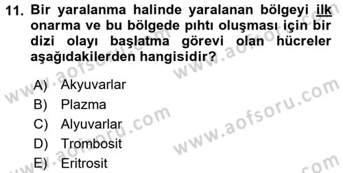 Tıp Terimleri Dersi 2023 - 2024 Yılı (Final) Dönem Sonu Sınav Soruları 11. Soru