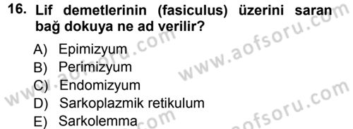 Spor Bilimlerine Giriş Dersi Ara Sınavı Deneme Sınav Soruları 16. Soru