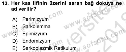 Spor Bilimlerine Giriş Dersi Ara Sınavı Deneme Sınav Soruları 13. Soru