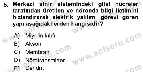 Sporcu Sağlığı Ve Egzersiz Dersi 2024 - 2025 Yılı (Final) Dönem Sonu Sınav Soruları 5. Soru