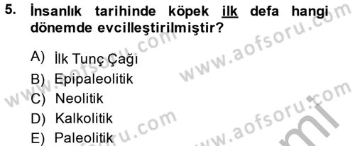 Eski Mezopotamya ve Mısır Tarihi Dersi 2013 - 2014 Yılı (Vize) Ara Sınav Soruları 5. Soru