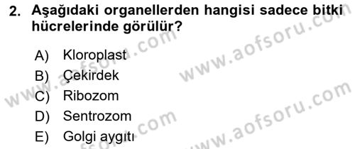 Genel Biyoloji Dersi Ara Sınavı Deneme Sınav Soruları 2. Soru