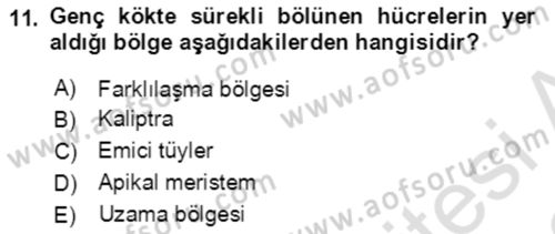 Genel Biyoloji Dersi 2021 - 2022 Yılı Yaz Okulu Sınavı 11. Soru