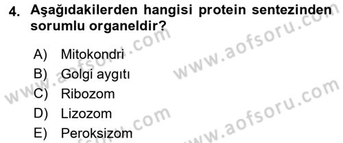 Genel Biyoloji Dersi Ara Sınavı Deneme Sınav Soruları 4. Soru