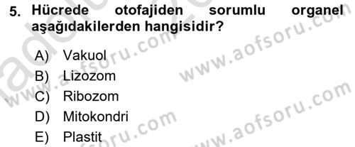 Genel Biyoloji Dersi Ara Sınavı Deneme Sınav Soruları 5. Soru