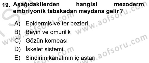 Genel Biyoloji Dersi 2023 - 2024 Yılı (Final) Dönem Sonu Sınav Soruları 19. Soru