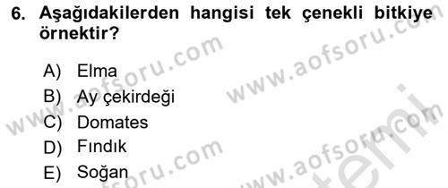Genel Biyoloji Dersi 2023 - 2024 Yılı Yaz Okulu Sınav Soruları 6. Soru