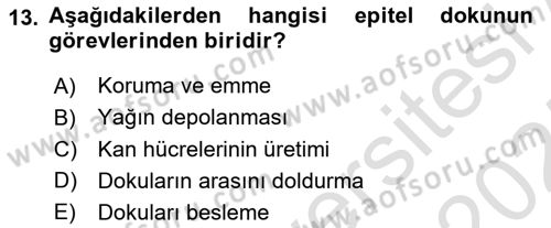 Genel Biyoloji Dersi 2024 - 2025 Yılı (Final) Dönem Sonu Sınav Soruları 13. Soru