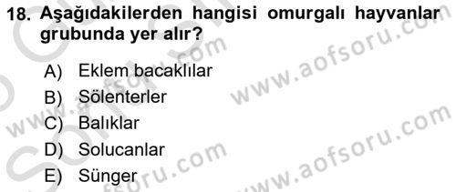 Genel Biyoloji Dersi 2024 - 2025 Yılı (Final) Dönem Sonu Sınav Soruları 18. Soru