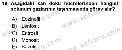 Genel Biyoloji Dersi 2024 - 2025 Yılı Yaz Okulu Sınav Soruları 16. Soru