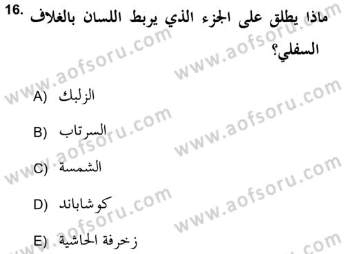 İslam Sanatları Tarihi Dersi 2018 - 2019 Yılı Yaz Okulu Sınav Soruları 16. Soru