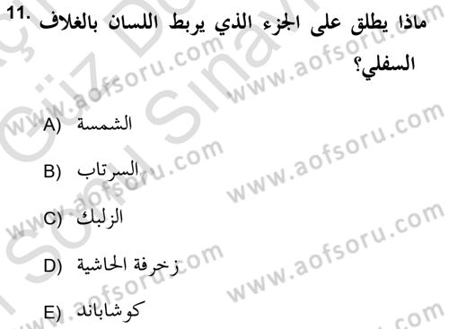 İslam Sanatları Tarihi Dersi 2019 - 2020 Yılı (Final) Dönem Sonu Sınav Soruları 11. Soru