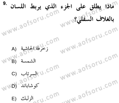 İslam Sanatları Tarihi Dersi 2021 - 2022 Yılı (Final) Dönem Sonu Sınav Soruları 9. Soru