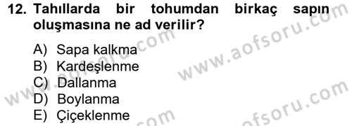 Tarla Bitkileri 1 Dersi 2012 - 2013 Yılı (Vize) Ara Sınav Soruları 12. Soru