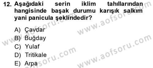 Tarla Bitkileri 1 Dersi 2013 - 2014 Yılı (Vize) Ara Sınav Soruları 12. Soru