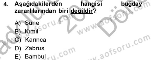 Tarla Bitkileri 1 Dersi 2013 - 2014 Yılı (Final) Dönem Sonu Sınav Soruları 4. Soru