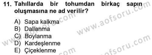 Tarla Bitkileri 1 Dersi 2014 - 2015 Yılı (Vize) Ara Sınav Soruları 11. Soru