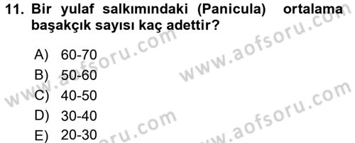 Tarla Bitkileri 1 Dersi 2015 - 2016 Yılı (Vize) Ara Sınav Soruları 11. Soru