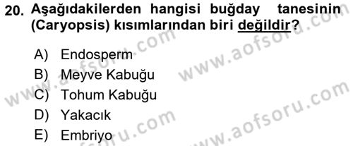 Tarla Bitkileri 1 Dersi 2015 - 2016 Yılı (Vize) Ara Sınav Soruları 20. Soru
