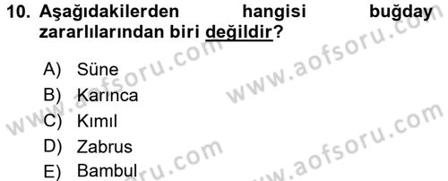 Tarla Bitkileri 1 Dersi 2016 - 2017 Yılı (Vize) Ara Sınavı 10. Soru