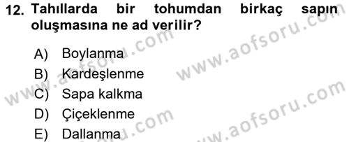 Tarla Bitkileri 1 Dersi 2016 - 2017 Yılı (Vize) Ara Sınavı 12. Soru