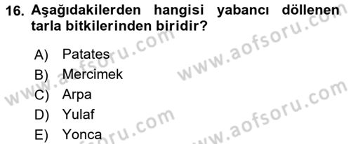 Tarla Bitkileri 1 Dersi 2018 - 2019 Yılı (Final) Dönem Sonu Sınav Soruları 16. Soru