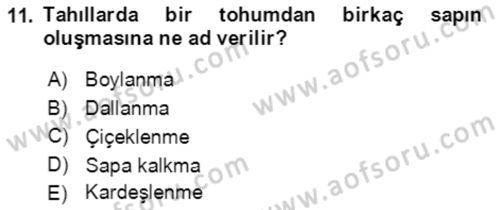 Tarla Bitkileri 1 Dersi 2019 - 2020 Yılı (Vize) Ara Sınavı 11. Soru