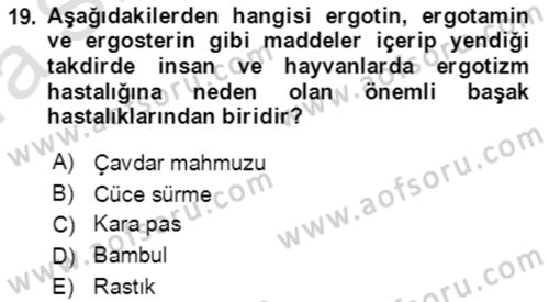 Tarla Bitkileri 1 Dersi 2019 - 2020 Yılı (Vize) Ara Sınavı 19. Soru