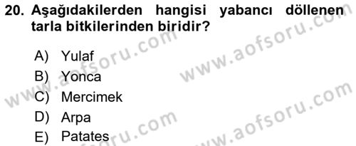 Tarla Bitkileri 1 Dersi 2019 - 2020 Yılı (Final) Dönem Sonu Sınav Soruları 20. Soru