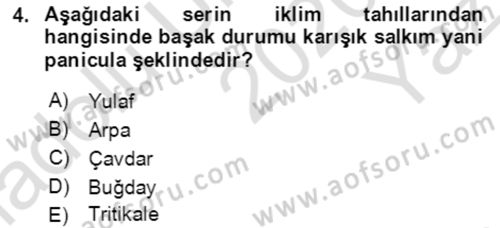 Tarla Bitkileri 1 Dersi 2020 - 2021 Yılı Yaz Okulu Sınav Soruları 4. Soru