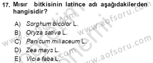 Tarla Bitkileri 1 Dersi 2021 - 2022 Yılı (Vize) Ara Sınav Soruları 17. Soru