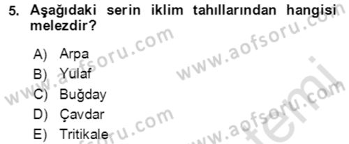 Tarla Bitkileri 1 Dersi 2021 - 2022 Yılı Yaz Okulu Sınav Soruları 5. Soru