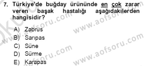 Tarla Bitkileri 1 Dersi 2021 - 2022 Yılı Yaz Okulu Sınav Soruları 7. Soru