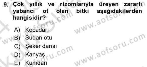 Tarla Bitkileri 1 Dersi 2023 - 2024 Yılı Yaz Okulu Sınav Soruları 9. Soru