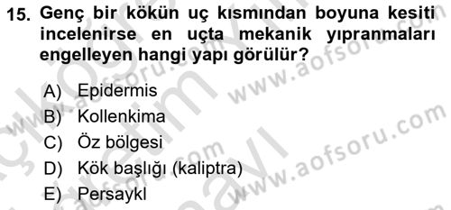 Toprak Bilgisi ve Bitki Besleme Dersi 2024 - 2025 Yılı Yaz Okulu Sınav Soruları 15. Soru