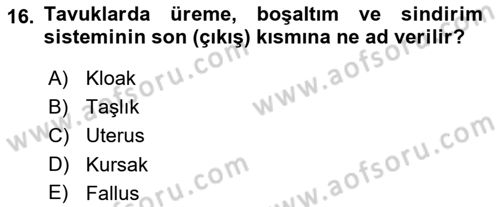 Hayvan Yetiştirme Dersi 2020 - 2021 Yılı Yaz Okulu Sınavı 16. Soru