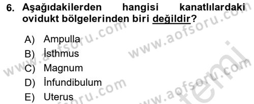 Hayvan Yetiştirme Dersi 2021 - 2022 Yılı (Vize) Ara Sınav Soruları 6. Soru