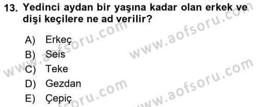Hayvan Yetiştirme Dersi 2022 - 2023 Yılı (Final) Dönem Sonu Sınav Soruları 13. Soru