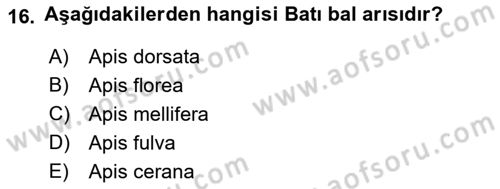 Hayvan Yetiştirme Dersi 2022 - 2023 Yılı (Final) Dönem Sonu Sınav Soruları 16. Soru