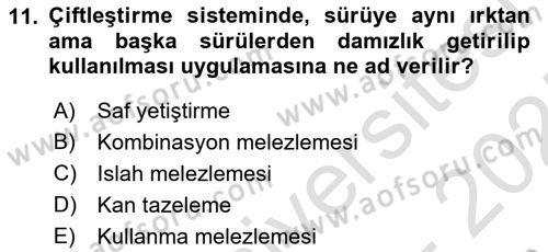 Hayvan Yetiştirme Dersi 2024 - 2025 Yılı (Vize) Ara Sınav Soruları 11. Soru