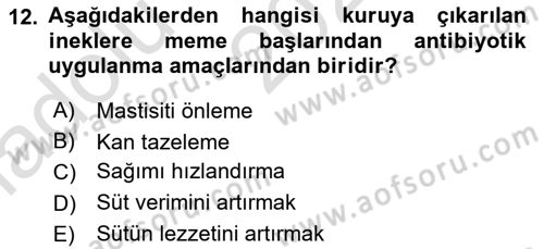 Hayvan Yetiştirme Dersi 2024 - 2025 Yılı (Vize) Ara Sınav Soruları 12. Soru
