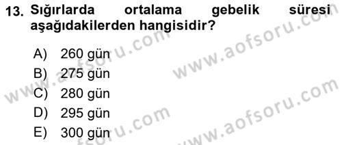 Hayvan Yetiştirme Dersi 2024 - 2025 Yılı (Vize) Ara Sınav Soruları 13. Soru